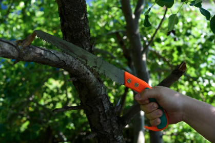 Tree Trimming & Pruning